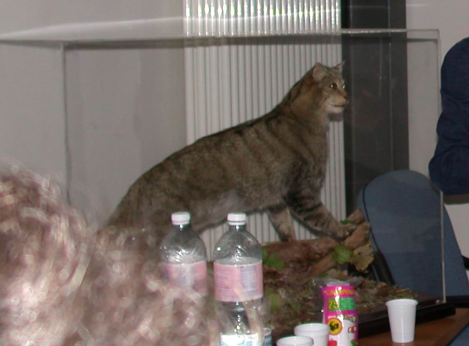 Felis silvestris libyca